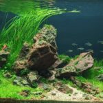 Bukit Tembulum - Aqua Plants Hub