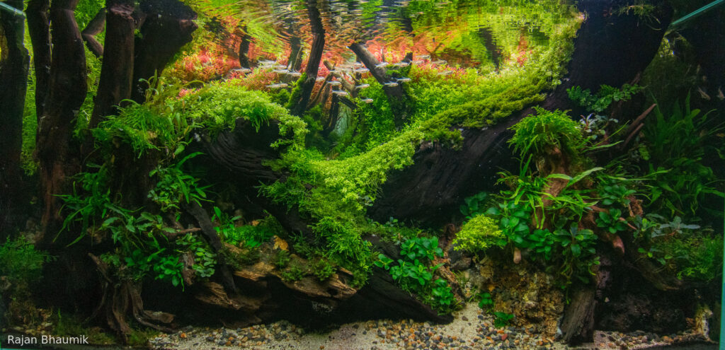 Buxa - Aqua Plants Hub
