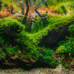 Buxa - Aqua Plants Hub