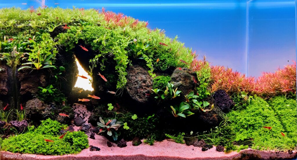 COLLAPSE - COLLAPSE (AGA 2025 #1146) - Aqua Plants Hub