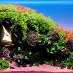 COLLAPSE - COLLAPSE (AGA 2025 #1146) - Aqua Plants Hub