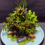 COLORATURA - Aqua Plants Hub