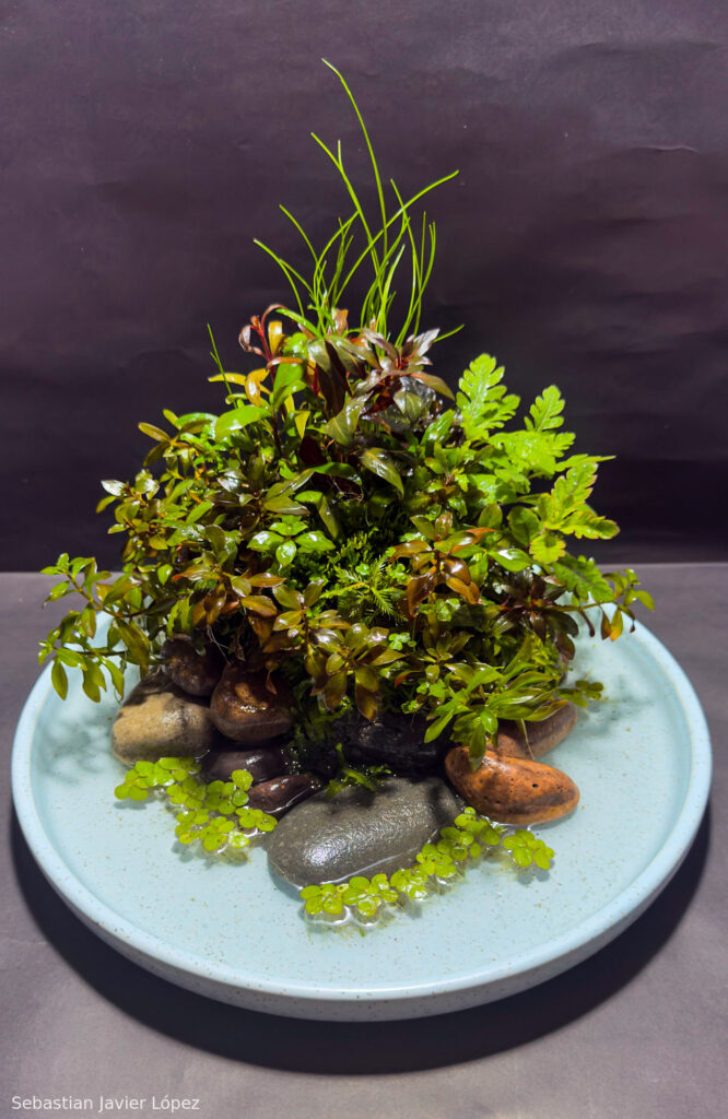 COLORATURA - Aqua Plants Hub