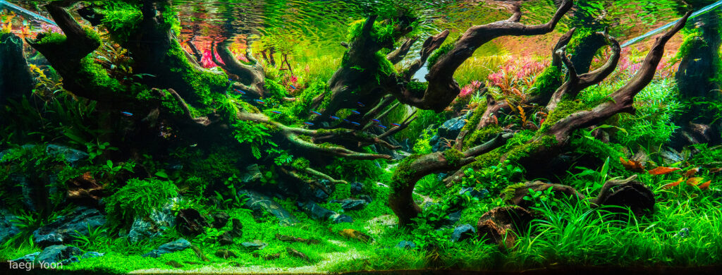 CROWN - Aqua Plants Hub
