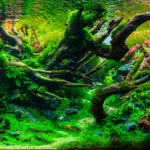 CROWN - Aqua Plants Hub