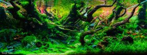 CROWN - Aqua Plants Hub