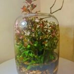 Capture Nature - Aqua Plants Hub