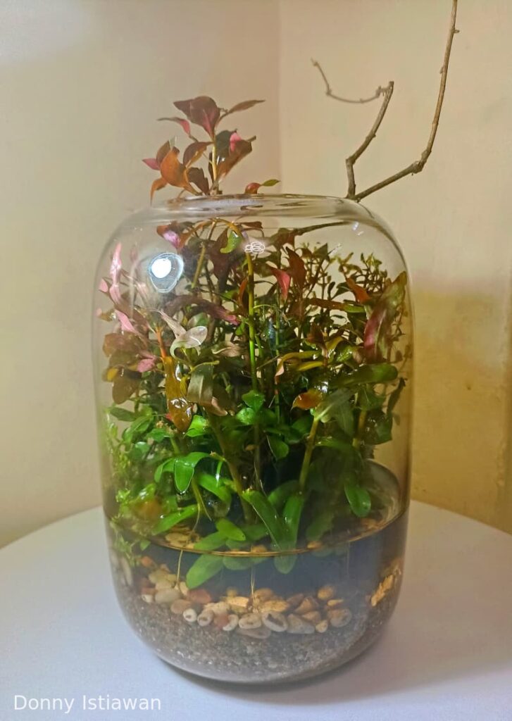 Capture Nature - Aqua Plants Hub