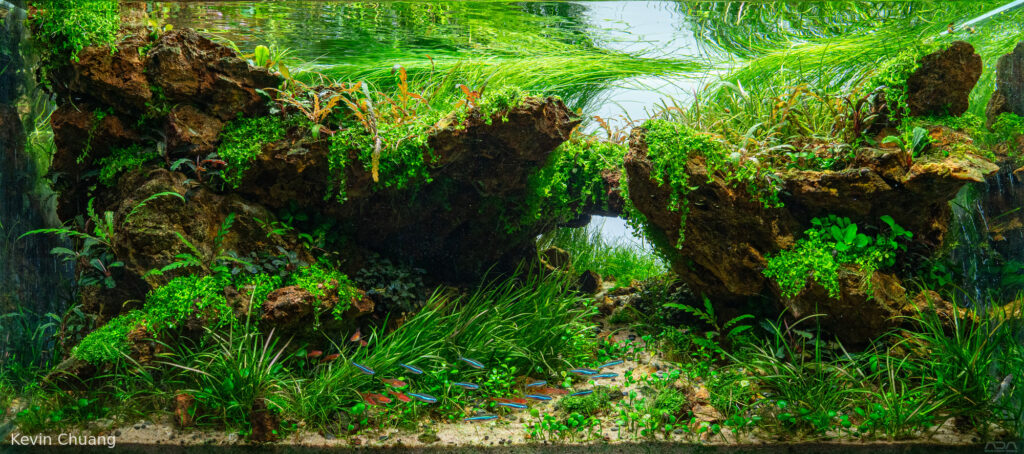 Carved - Aqua Plants Hub