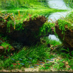Carved - Aqua Plants Hub