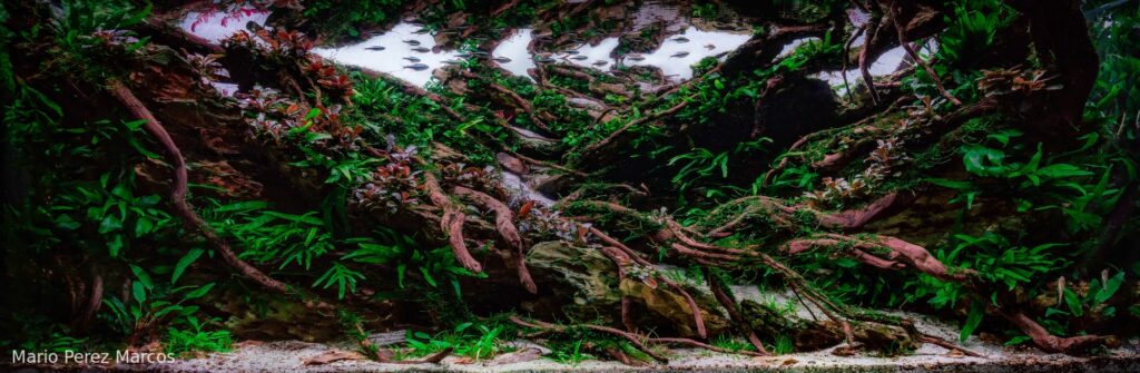 Carved in Time - Aqua Plants Hub