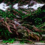 Carved in Time - Aqua Plants Hub
