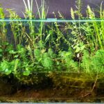 Ciénegas del Rio Lerma, México. - Aqua Plants Hub