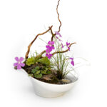 Clío - Aqua Plants Hub
