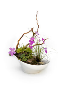 Clío - Aqua Plants Hub