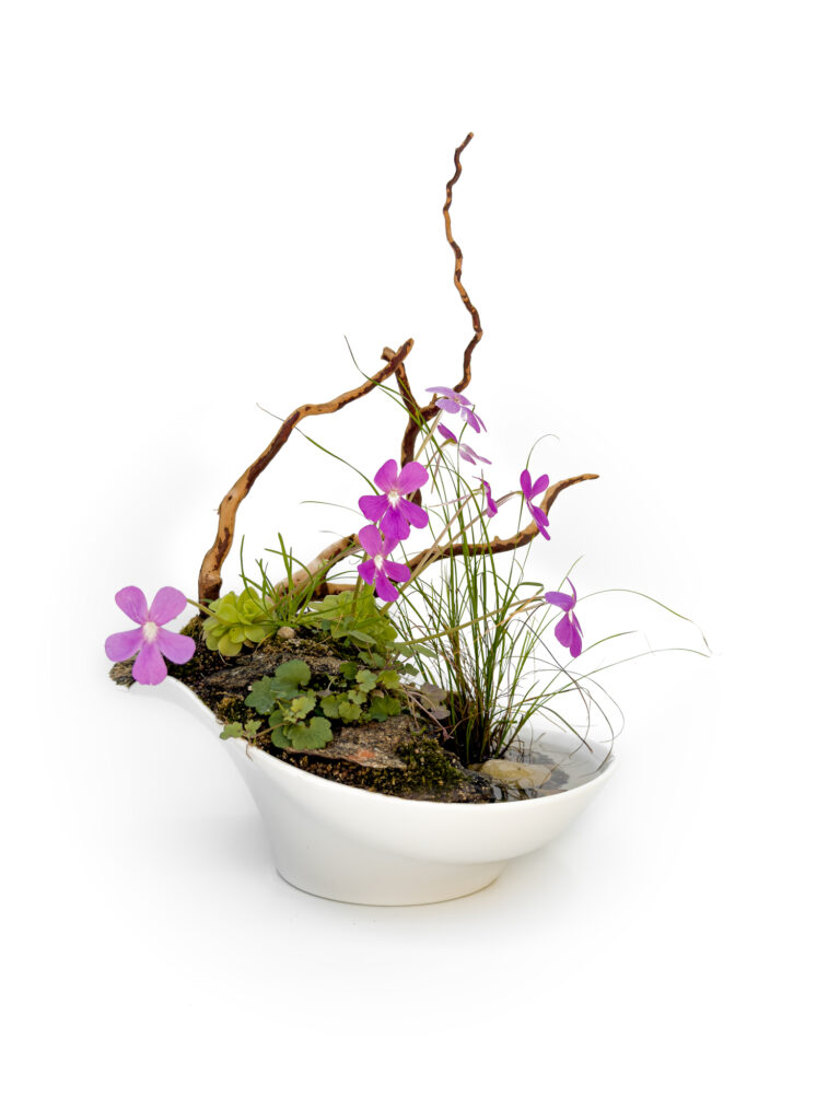 Clío - Aqua Plants Hub