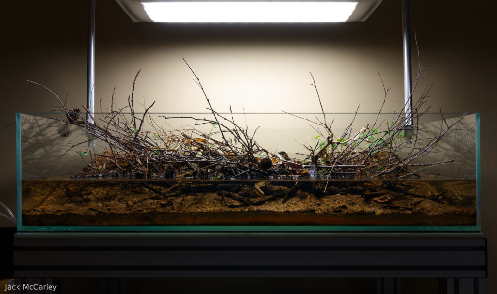 Clogs and Clots - Aqua Plants Hub
