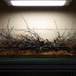 Clogs and Clots - Aqua Plants Hub