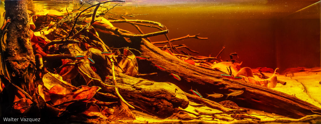 Coastal Waters in Igarape Santa Cruz. Pte. Figueiredo. Amazonas. Brasil. - Aqua Plants Hub