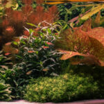 Coffey, Like the drink, only not spelled the same. - Aqua Plants Hub