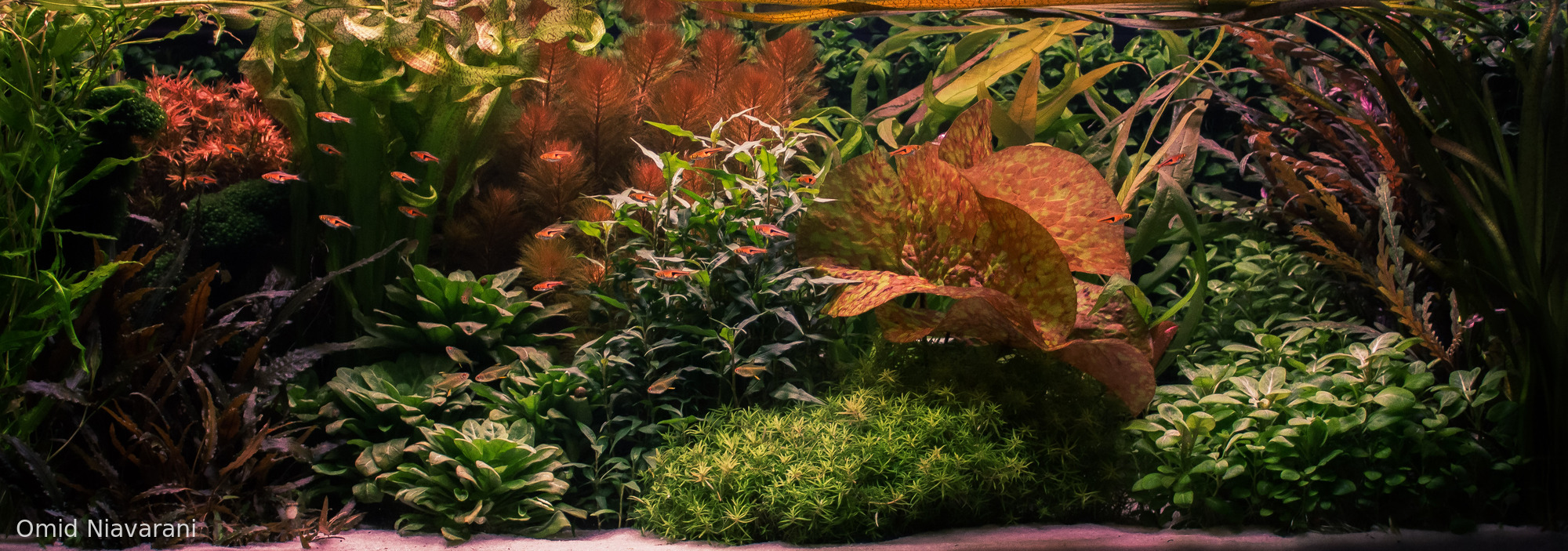 Coffey, Like the drink, only not spelled the same. - Aqua Plants Hub