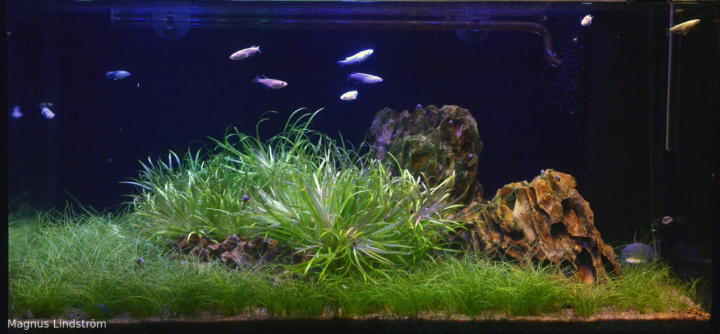 Cold blue - Aqua Plants Hub