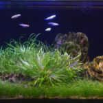 Cold blue - Aqua Plants Hub
