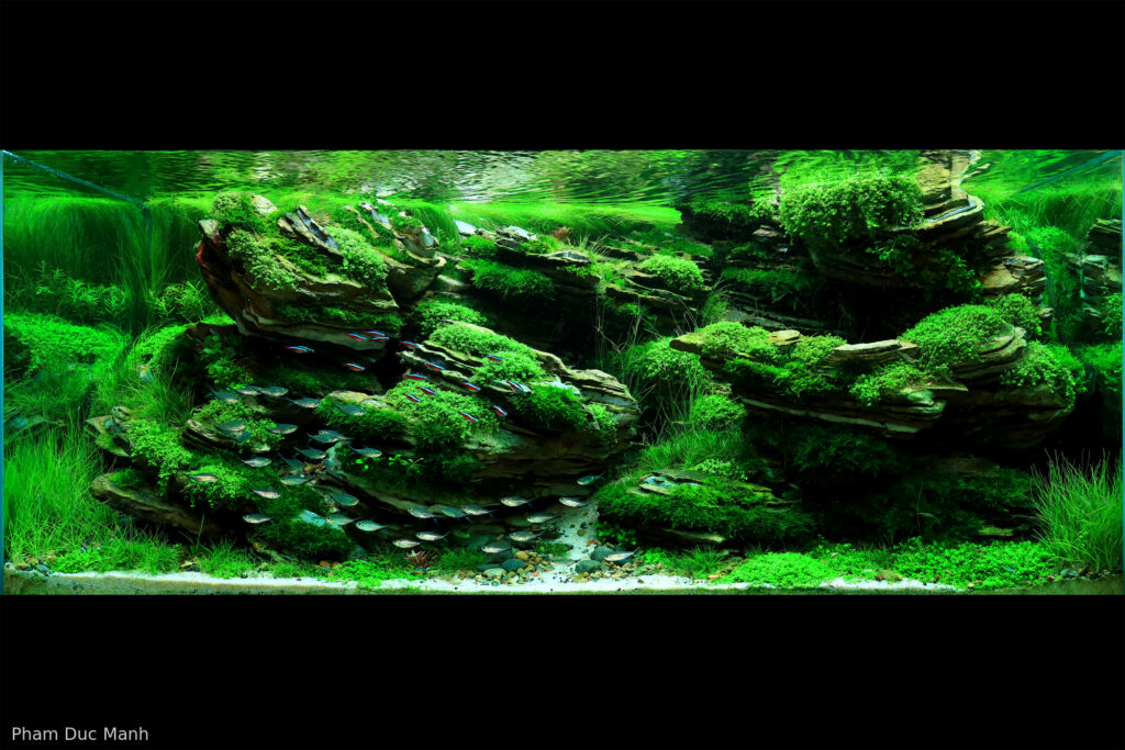 Collapse - Collapse (AGA 2025 #1106) - Aqua Plants Hub