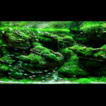 Collapse - Collapse (AGA 2025 #1106) - Aqua Plants Hub
