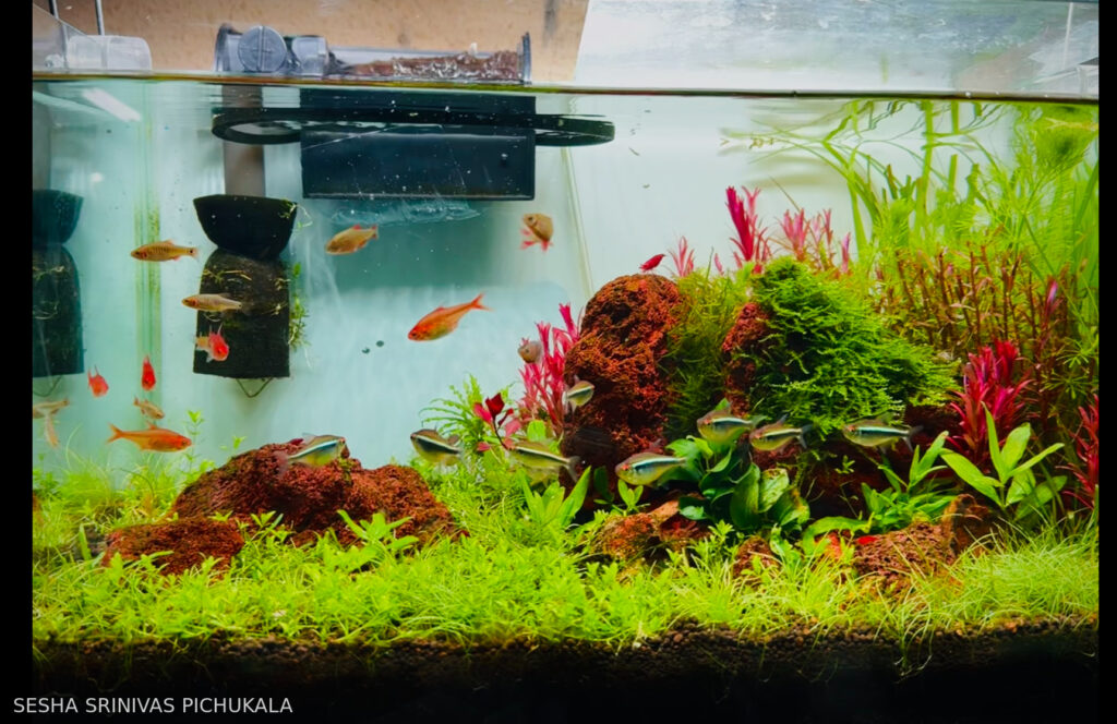 Color full iwagumi style - Aqua Plants Hub