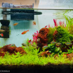 Color full iwagumi style - Aqua Plants Hub