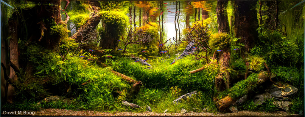Corn-Fed Yetis - Aqua Plants Hub