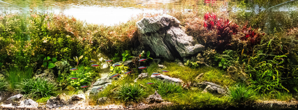 Crimson Horizon - Aqua Plants Hub