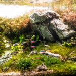Crimson Horizon - Aqua Plants Hub