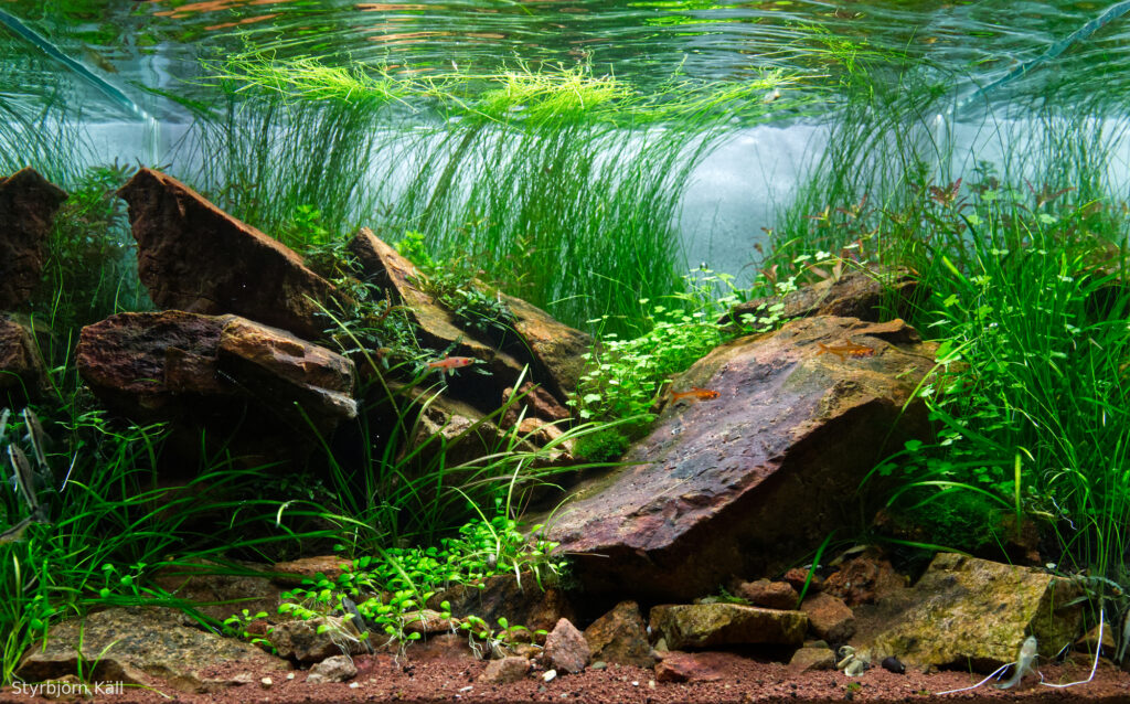 Crimson Rock - Aqua Plants Hub