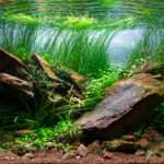 Crimson Rock - Aqua Plants Hub