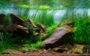 Crimson Rock - Aqua Plants Hub