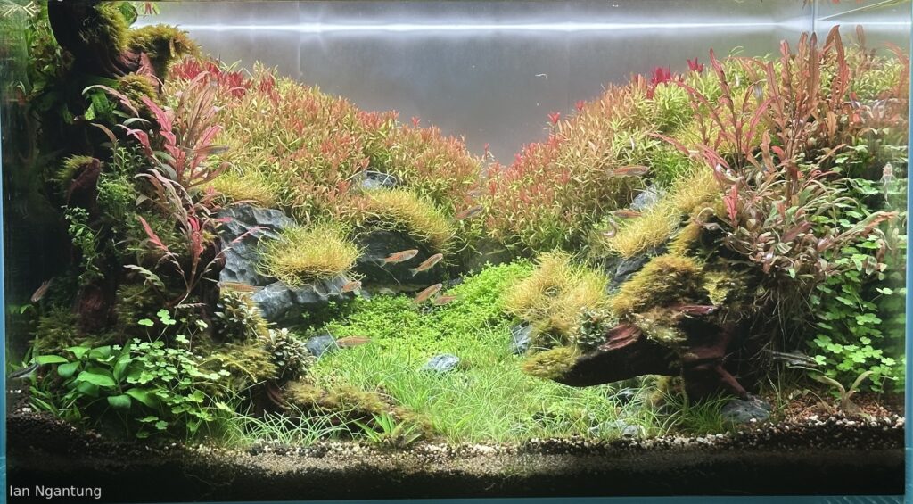 Crimson Valley - Aqua Plants Hub