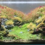 Crimson Valley - Aqua Plants Hub