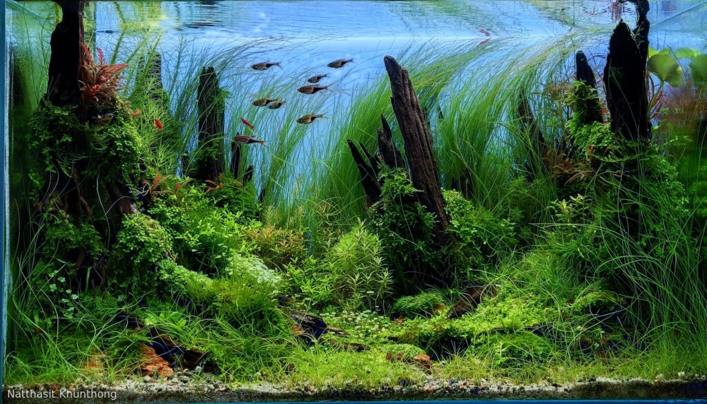 Crystal Lake - Aqua Plants Hub