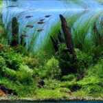 Crystal Lake - Aqua Plants Hub