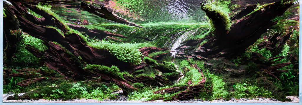 Currents - Aqua Plants Hub
