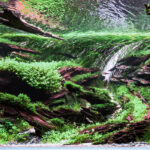 Currents - Aqua Plants Hub