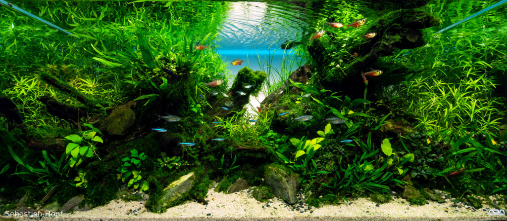 Dancing Water - Aqua Plants Hub