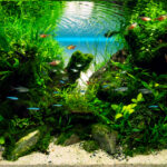Dancing Water - Aqua Plants Hub