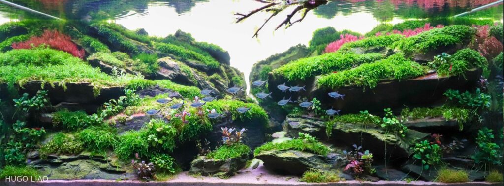 Dancing melody - Aqua Plants Hub