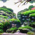 Dancing melody - Aqua Plants Hub
