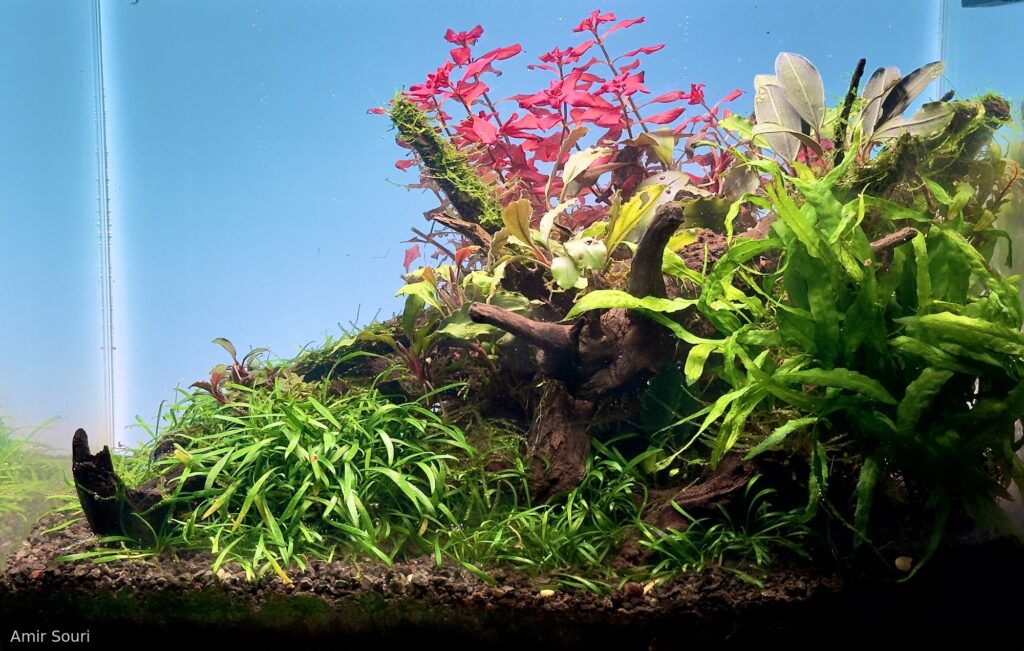 Danza de la Naturaleza - Aqua Plants Hub