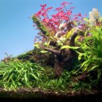 Danza de la Naturaleza - Aqua Plants Hub