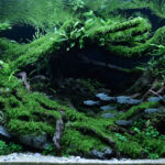 Dark - Aqua Plants Hub